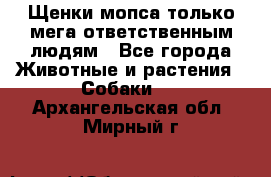 Щенки мопса только мега-ответственным людям - Все города Животные и растения » Собаки   . Архангельская обл.,Мирный г.